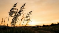 Tall grass silhouettes swaying in gentle breeze against warm golden sunset sky creating peaceful natural landscape scene for relaxation and mindfulness content.
