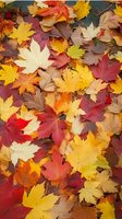 Colorful autumn maple leaves scattered on ground in vibrant red, yellow, and orange hues create natural fall background pattern for seasonal designs.