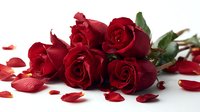 Romantic bouquet of deep red roses with scattered petals on white surface, symbolizing love and passion for Valentine's Day celebrations.