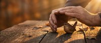 Elderly hands gently protecting small plant seedling growing through wooden surface in warm golden sunlight, symbolizing care, growth and environmental protection.