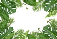 Tropical leaves frame with monstera, palm and fern foliage creating natural border on white background for summer design projects and botanical themes.