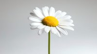 Single white daisy flower with bright yellow center against soft gray background, minimalist nature composition highlighting delicate petals and long green stem.