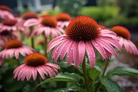 Pink coneflowers with water droplets in garden setting, selective focus on single bloom showing detailed petals and brown center against soft background.