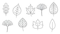 Minimalist line art leaf collection featuring oak, birch, maple, ginkgo and other botanical elements isolated on white background for nature design projects.