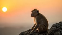 Monkey sitting on rocky cliff during golden sunset hour with warm orange sky background creating peaceful wildlife silhouette scene for nature photography.