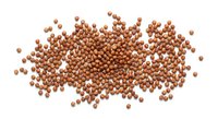 Coriander seeds scattered on white background, brown spice grains isolated for culinary design, cooking ingredient for seasoning and flavoring dishes.