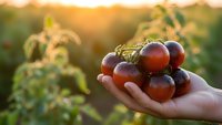 Fresh ripe grapes held in cupped hands during golden hour sunset in vineyard, showcasing organic harvest and agricultural abundance for healthy eating concepts.