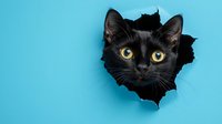 Black cat with bright yellow eyes peeking through a torn hole in a blue paper wall, curious and playful expression, copy space.