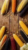 Fresh colorful corn cobs with husks arranged on rustic wooden background, featuring yellow, orange, purple and red varieties with scattered kernels.