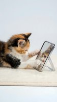 Adorable calico kitten playing with smartphone on stand, curious pet exploring modern technology, funny animal behavior concept for social media content.