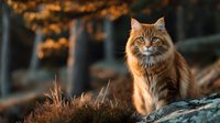 Majestic ginger tabby cat sitting on rock in autumn forest with golden foliage background, warm sunset light highlighting fur details.