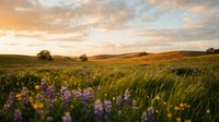 Rolling hills covered in wildflowers during golden hour sunset with scattered trees across pastoral landscape for nature and countryside themes.