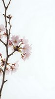 Delicate cherry blossom branch with soft pink flowers blooming against minimalist white background for spring seasonal designs and nature concepts.