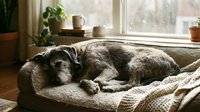 Senior gray dog sleeping peacefully on cozy blanket by sunny window with houseplants. Comfortable pet relaxation scene for home decor and lifestyle content.