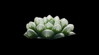 Green succulent plant isolated on transparent background, ready for t-shirt design, stickers, clipart, print on demand, and sublimation projects.