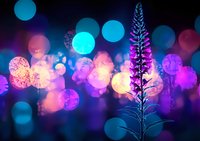 Glowing wildflower silhouette against vibrant bokeh background in neon pink and blue colors creates magical nature atmosphere for dreamy artistic designs.