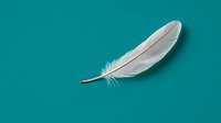 White feather on turquoise background with soft shadow detail, isolated object for creative design projects and decorative elements.