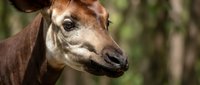 Young brown foal with white markings on face standing in natural woodland setting with soft bokeh background for equestrian and animal photography projects.