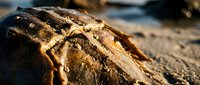 Weathered driftwood log with intricate natural textures and grain patterns on sandy beach shore during golden hour sunlight for coastal decor projects.