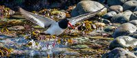 Seagull with spread wings landing on rocky seashore covered in colorful seaweed, creating water splashes among smooth stones in natural coastal habitat.