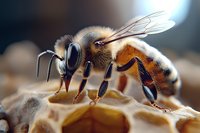 Macro photography of honey bee collecting nectar from honeycomb cells, showing detailed wing structure, compound eyes, and pollen-covered legs in natural lighting.