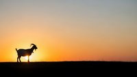 Goat silhouette standing on hill against dramatic orange sunset sky creating peaceful rural landscape scene for agriculture and farming concepts.