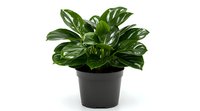Lush green Monstera plant with split leaves growing in black plastic pot against white background, isolated houseplant for interior decoration and design.