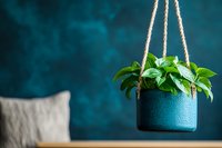 Hanging pothos plant in woven basket planter with rope against teal wall in modern living room interior for home decor and indoor gardening concepts.
