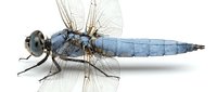 Blue dragonfly with transparent wings isolated on white background, perfect for nature designs, educational materials, and insect studies.