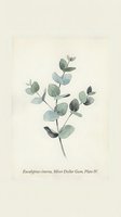 Eucalyptus cinerea botanical illustration featuring delicate silver-green foliage on cream background. Watercolor-style artwork suitable for home decor, botanical prints, and educational materials.