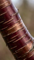 Cherry tree bark with distinctive horizontal lenticels and deep burgundy coloring. Close-up macro shot showing natural texture and weathered surface details for botanical and nature projects.