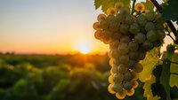Ripe white grapes hanging on vine at sunset in vineyard with golden sunlight and blurred agricultural landscape background for wine industry.
