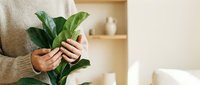 Woman holding green houseplant in cozy living room with wooden shelves and neutral decor for home gardening and indoor plant care lifestyle.