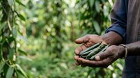 Farmer holding fresh green beans in hands with crop field in background, agricultural harvest and organic farming concept.
