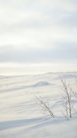Serene winter landscape with snow-covered field and bare branches under soft cloudy sky creating peaceful minimalist scene for seasonal content.