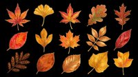 Autumn leaves collection in vibrant fall colors including maple, oak, and ginkgo varieties isolated on transparent background. Ready for t-shirt designs, clipart, stickers, and print-on-demand projects.