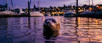 A seal surfaces in calm harbor waters at dusk, with moored sailboats and waterfront lights glowing in the background during twilight hour.