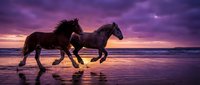 Two horses galloping along ocean shore at sunset with dramatic purple sky reflecting on wet sand creating romantic silhouettes for travel and freedom concepts.