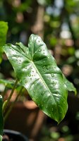 Lush green tropical leaf with water droplets after rain, featuring distinctive white veining patterns against blurred garden foliage background. Perfect for nature, gardening, and botanical design projects.