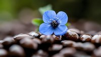 Delicate blue flower resting on dark roasted coffee beans creates artistic contrast with soft bokeh background, showcasing natural beauty and coffee culture.
