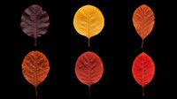 Autumn leaves collection featuring six isolated fall foliage designs in deep burgundy, golden yellow, burnt orange, and vibrant red tones. Ready for t-shirt designs, clipart, stickers, sublimation, and print-on-demand projects on transparent background.