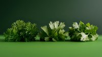 Fresh green parsley and cilantro herbs arranged on vibrant green surface for culinary cooking and healthy organic food preparation concepts.