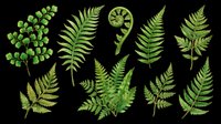 Fern leaves isolated on transparent background, ready for t-shirt design, clipart, stickers, sublimation and print-on-demand projects. Botanical design elements.