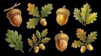 Watercolor acorns and oak leaves set isolated on transparent background, ready for fall clipart, stickers, t-shirt design, sublimation, and print on demand projects.