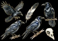 Dark ravens clipart set with feather and skull, isolated on transparent background. Ready for t-shirt design, stickers, print on demand, and sublimation crafts.