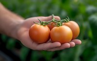 Fresh ripe orange tomatoes on vine held gently in palm of hand against blurred green garden background, showcasing organic homegrown produce.