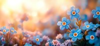 Small blue forget-me-not flowers blooming in warm golden sunlight with soft bokeh background for spring garden and nature photography projects.