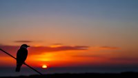 Bird silhouette perched on wire against dramatic orange sunset sky with glowing sun on horizon creating peaceful evening nature scene.