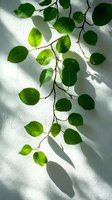 Fresh green leaves on branches casting shadows on white wall, sunlight creating dramatic contrast and natural patterns. Suitable for wellness and spa designs.
