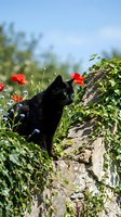 Black cat with green eyes standing on stone wall surrounded by red poppies and white flowers in sunny garden. Suitable for pet, nature, and lifestyle content.